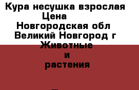 Кура несушка взрослая › Цена ­ 750 - Новгородская обл., Великий Новгород г. Животные и растения » Птицы   